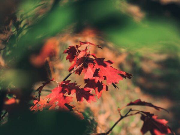 Photo Nature colors