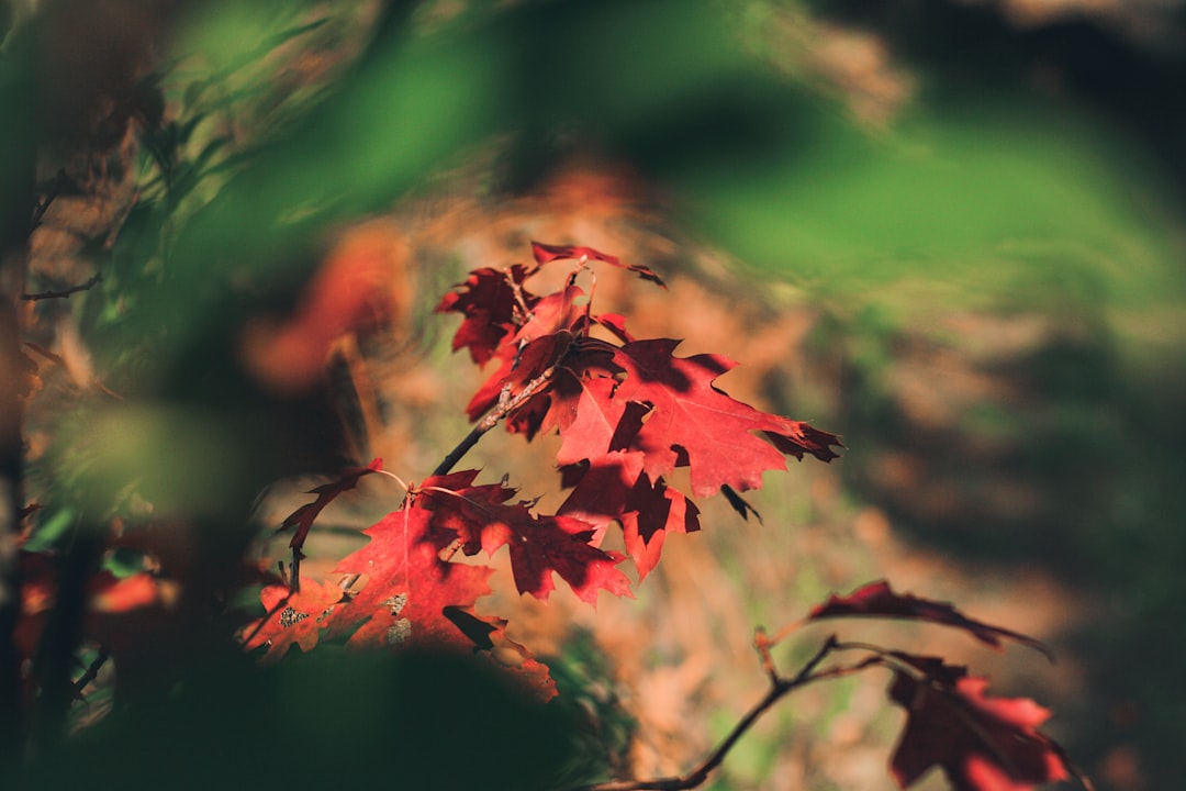 Photo Nature colors